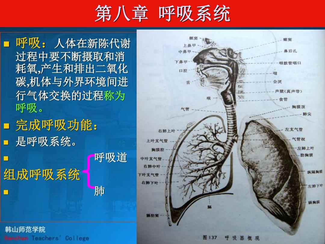 详细阅读:呼吸系统(呼吸系统的组成和功能) 呼吸系统(呼吸系统的组成和功能)